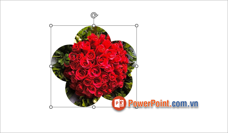 Hoàn thành cắt hình theo Shape trong PowerPoint
