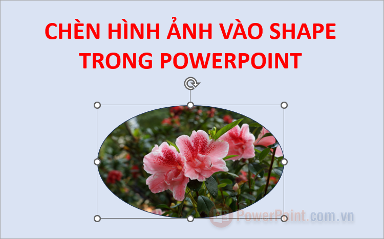 Cách chèn ảnh vào Shape trong PowerPoint Cách chèn ảnh vào Shape trong PowerPoint