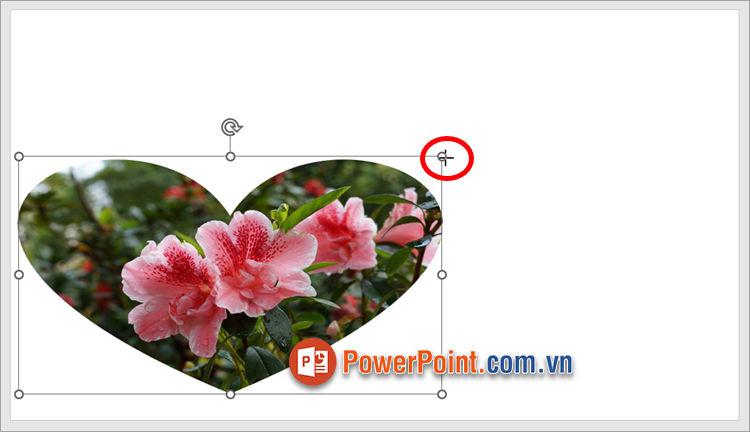 Nhấn giữ và di chuyển 8 núm tròn xung quanh hình ảnh