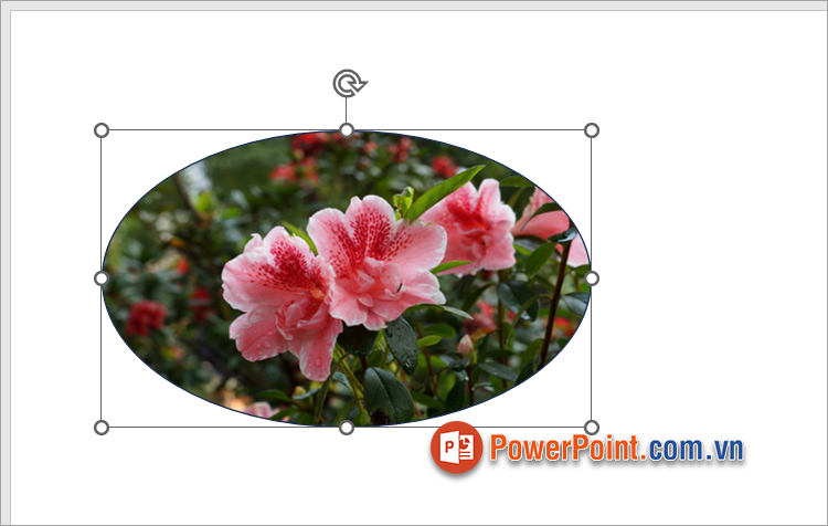 Thực hiện xong cách chèn ảnh vào Shape trong PowerPoint nhanh chóng