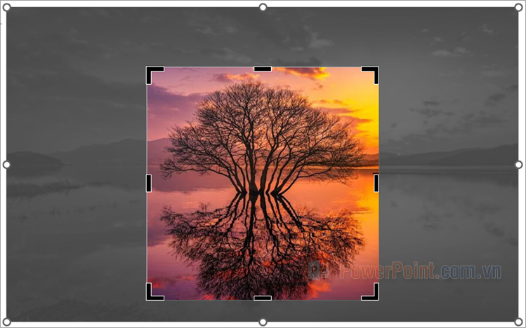 Cách cắt hình trong PowerPoint Cách cắt hình trong PowerPoint