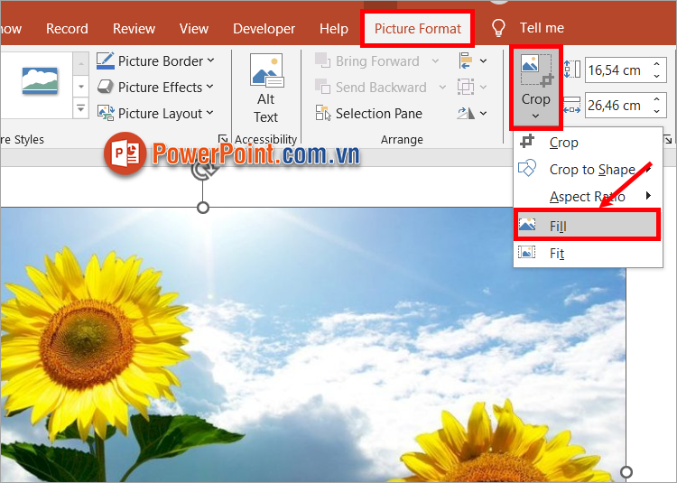 Chọn hình ảnh cần cắt, tiếp theo bạn chọn Picture Format ➔ Crop ➔ Fill Chọn hình ảnh cần cắt, tiếp theo bạn chọn Picture Format ➔ Crop ➔ Fill