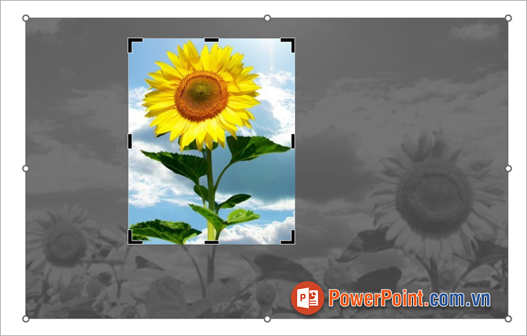 Di chuyển các nút điều khiển để tùy chỉnh cắt ảnh, vùng mờ sẽ là vùng được cắt đi Di chuyển các nút điều khiển để tùy chỉnh cắt ảnh, vùng mờ sẽ là vùng được cắt đi