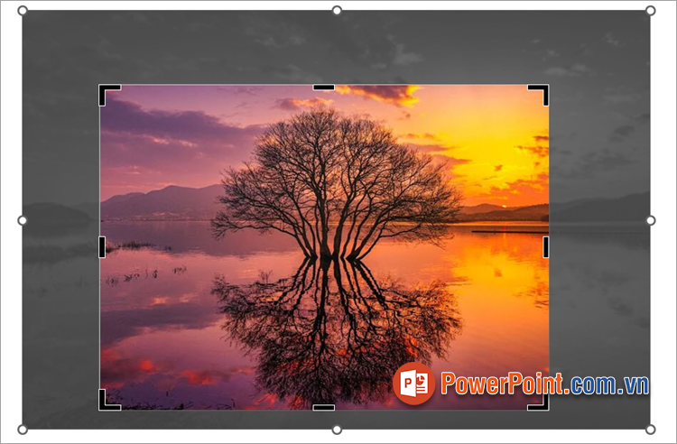 Khi công cụ Crop được kích hoạt, bạn sẽ thấy các nút điều khiển cắt ở xung quanh hình ảnh Khi công cụ Crop được kích hoạt, bạn sẽ thấy các nút điều khiển cắt ở xung quanh hình ảnh