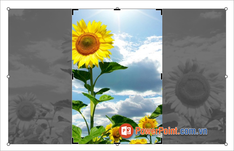 Nhấn Enter hoặc chọn chuột ra ngoài hình ảnh để cắt Nhấn Enter hoặc chọn chuột ra ngoài hình ảnh để cắt