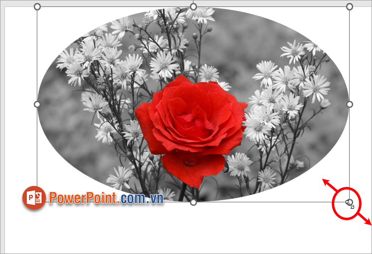 Nhấn giữ các nút tròn ở xung quanh hình và kéo ra, thu vào Nhấn giữ các nút tròn ở xung quanh hình và kéo ra, thu vào