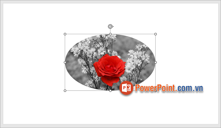 Nhấn giữ vào hình ảnh và kéo thả hình ảnh tới vị trí bạn muốn Nhấn giữ vào hình ảnh và kéo thả hình ảnh tới vị trí bạn muốn