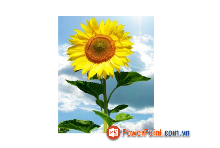 Sau khi đã tùy chỉnh xong, bạn nhấn Enter để thực hiện cắt hình Sau khi đã tùy chỉnh xong, bạn nhấn Enter để thực hiện cắt hình